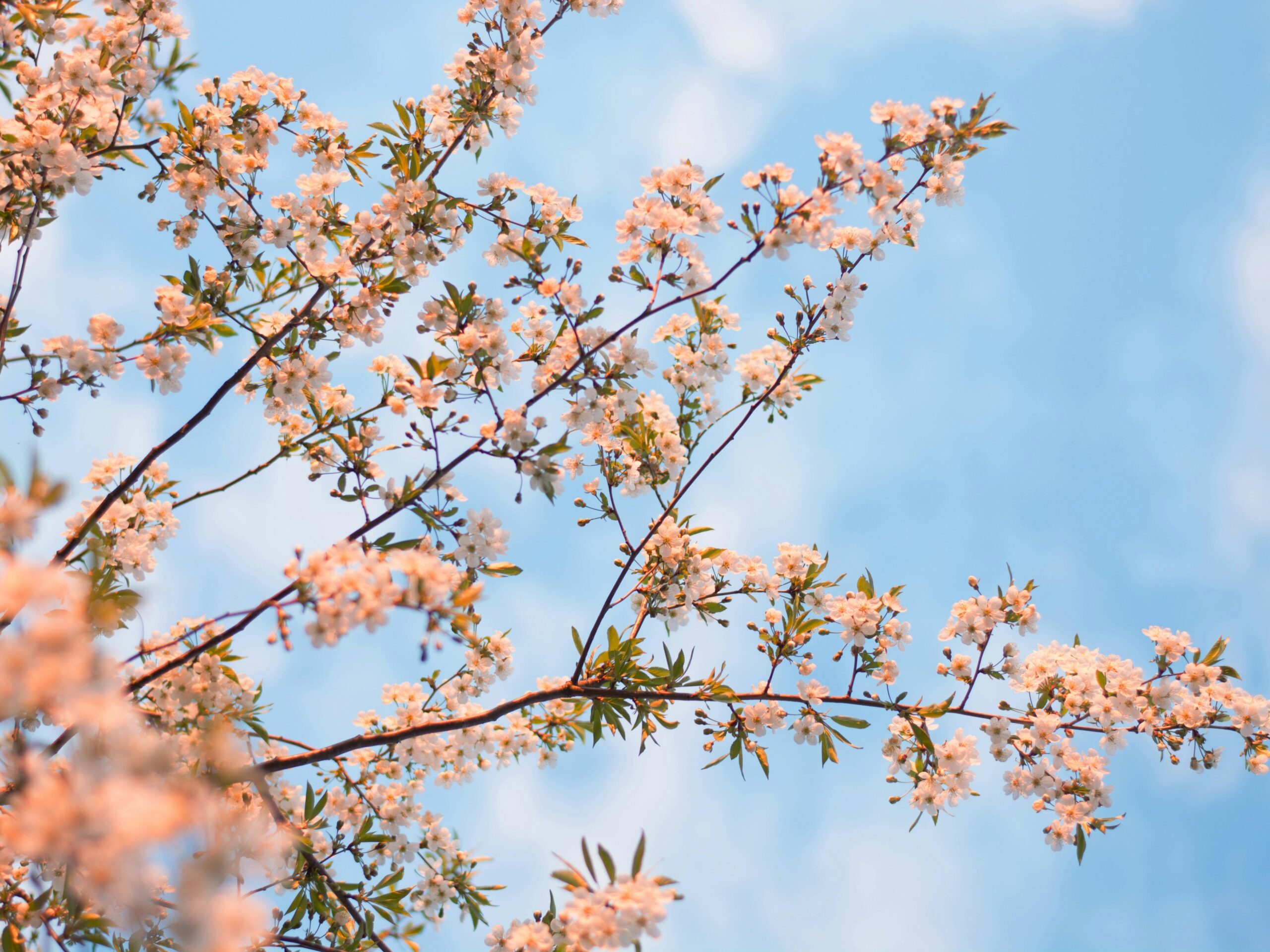 Vibrant spring blossoms on tree branches against a clear blue sky, capturing the essence of the season.